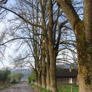 foto-41